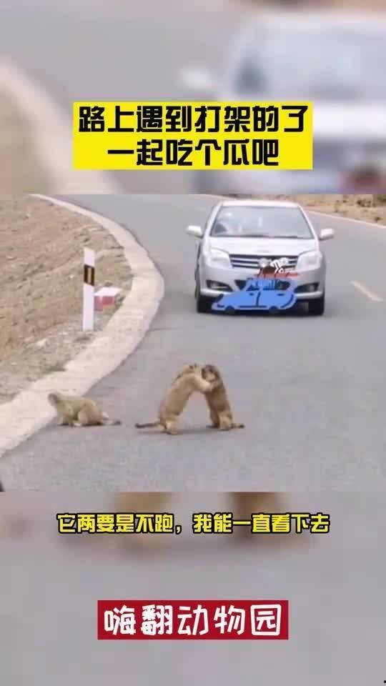 路上遇到吃瓜视频,吃瓜群众围观的热闹一幕 第1张 路上遇到吃瓜视频,吃瓜群众围观的热闹一幕 第1张